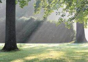 Rays of sunlight through the trees.